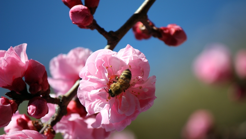 Fleurs de printemps Fond Animé APK - Télécharger app gratuit pour Android