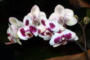orchidées, photographie