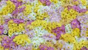chrysanthemes_categorie-fleurs_fonds-ecran_telecharger_01