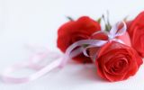 roses_categorie-fleurs_fonds-ecran_telecharger_09