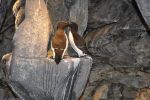 pingouin-torda