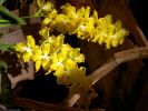 orchidees_photos-HD_exposition_florale_et_bouquets_01