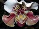 orchidees_photos-HD_exposition_florale_et_bouquets_02