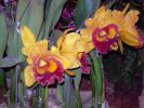 orchidees_photos-HD_exposition_florale_et_bouquets_03