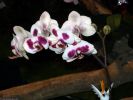 orchidees_photos-HD_exposition_florale_et_bouquets_05