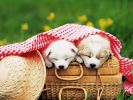 chiens_chiots_couples_04