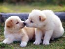 chiens_chiots_couples_06