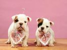 chiens_chiots_couples_08