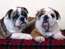chiens_chiots_couples_10