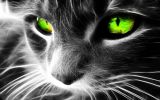 chat-yeux-verts-fonds-d-ecran-effets-lumiere-et-retouche-photo_10