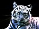 tigre-fonds-d-ecran-effets-lumiere-et-retouche-photo_07