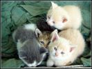 chatons-photos-gratuites-en-telechargement_02