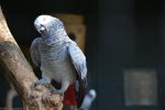 perroquet-jaco-du-gabon_fonds-ecran-gratuits_photos-oiseaux_04