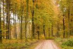 automne-paysage_wallpapers-free_3