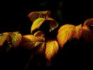 feuilles-automne_wallpapers-free_1