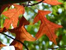 feuilles-automne_wallpapers-free_2