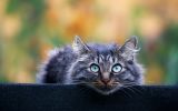 chat-aux-yeux-bleux_coucou