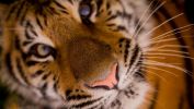 tigre-HD_animaux-sauvages_5