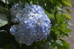 hortensia-fleurs-exotiques-fonds-ecran-hd_11