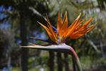 oiseau-de-paradis-fleurs-exotiques-fonds-ecran-hd_13