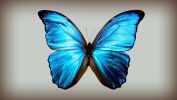 papillon-bleu_creations-originales_11