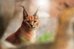 caracal_animaux-sauvages_HD-a-telecharger_19