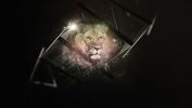 le-lion_animaux-sauvages_HD-a-telecharger_20