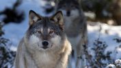 loup_animaux-sauvages_HD-a-telecharger_18