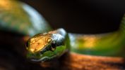 serpent_animaux-sauvages_HD-a-telecharger_03