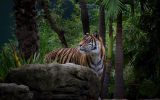 tigre-royal_animaux-sauvages_HD-a-telecharger_10