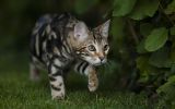 chaton-explorateur_animaux-domestiques_grand_format-du-jour_12