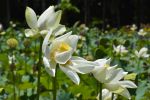 fleurs-de-lotus-blanches_grand-format_2