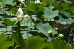 fleurs-de-lotus_bassin-naturel_4