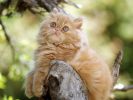 serie-one_nos-amis-les-chats_HD_1