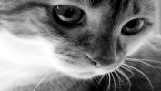 serie-one_nos-amis-les-chats_HD_10