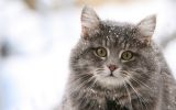 serie-one_nos-amis-les-chats_HD_12