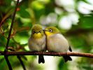 bisou-couple-oiseaux