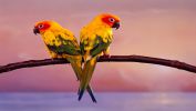 couple-de-perroquets
