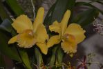 des-orchidees-rares-duo-jaune