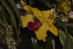 des-orchidees-rares-jaune
