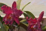 des-orchidees-rares
