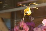 macro-photo-orchiddee-rare