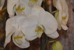 orchidees-exposition-blanches