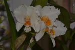 orchidees-jaune-et-blanc