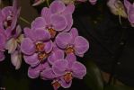 orchidees-mauve