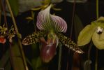 sabot-de-venus-des-orchidees-rares