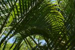 grands-palmiers-poussant-sous-les-tropiques