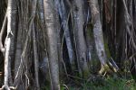 multiples-racines-sous-lesl-tropiques-arbre