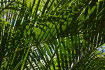 palmiers-verdoyants-sous-les-tropiques-details