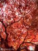 arbre-japonais-photographie